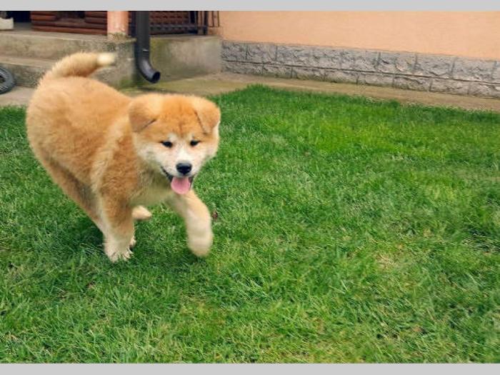 štenci japanske akite prodaja besplatni mali oglasi