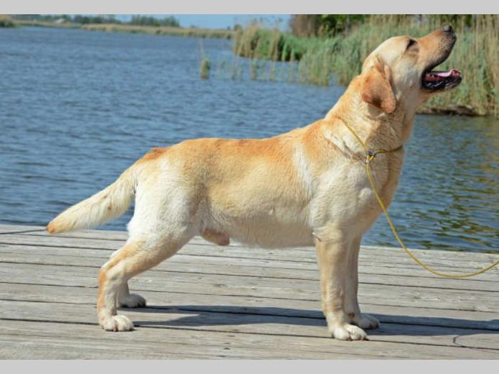 labrador retriver hitna prodaja odraslih pasa besplatni mali oglasi