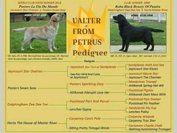 labrador retriver hitna prodaja odraslih pasa besplatni mali oglasi