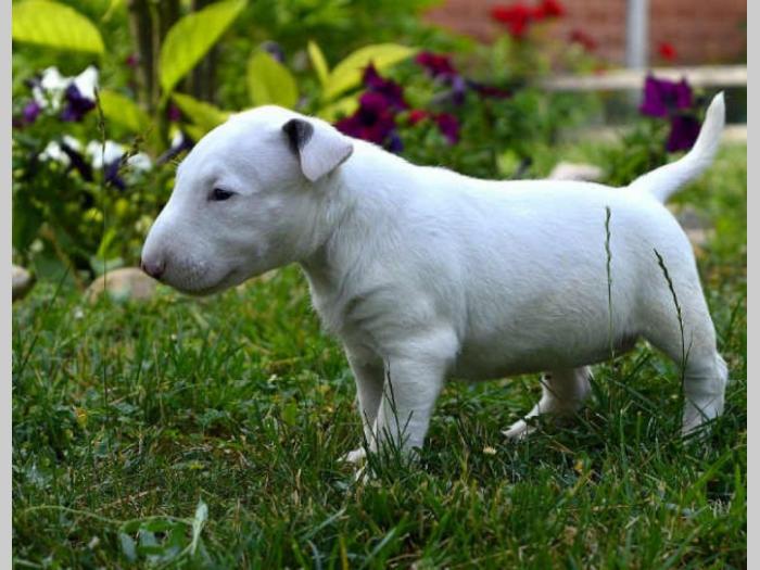 na prodaju štenci bull terijera besplatni mali oglasi