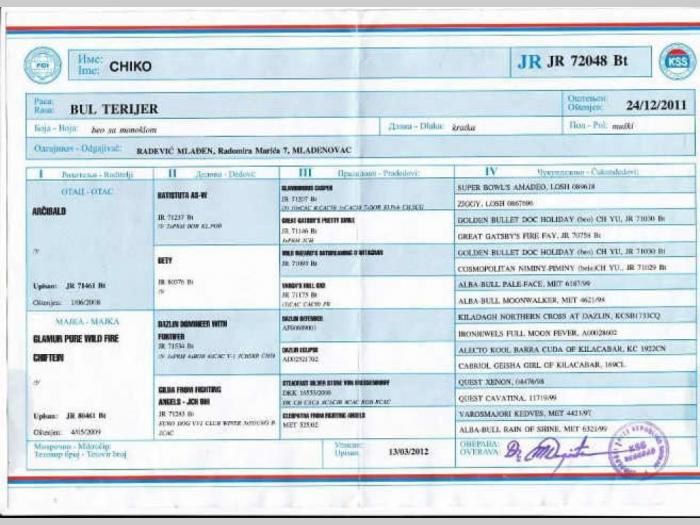 bull terrier štenci vrhunskog porekla besplatni mali oglasi