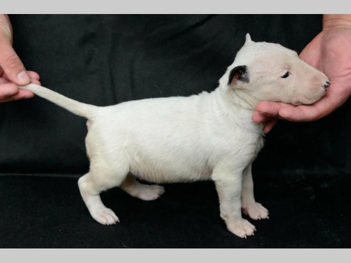 bull terrier štenci vrhunskog porekla besplatni mali oglasi