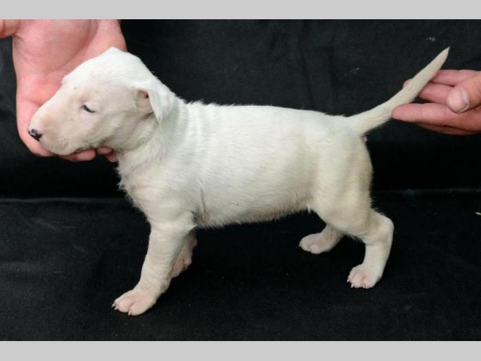 bull terrier štenci vrhunskog porekla besplatni mali oglasi