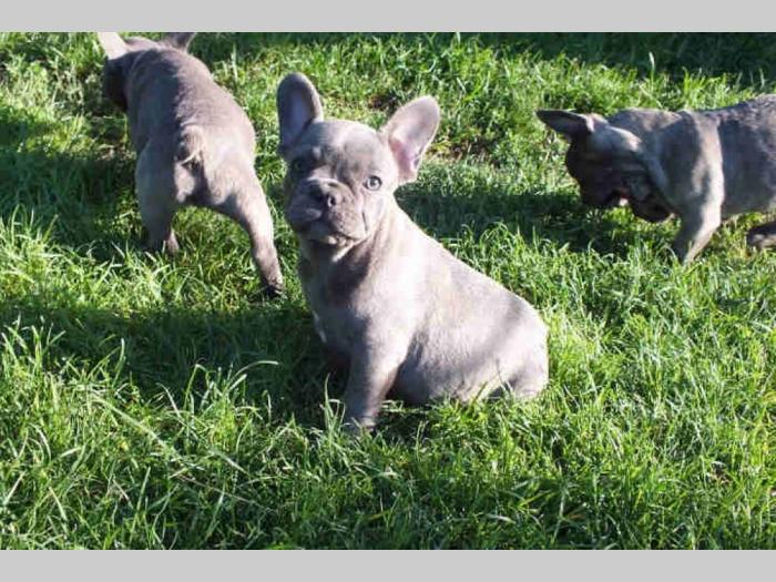 francuski buldog štenci plave boje oje besplatni mali oglasi