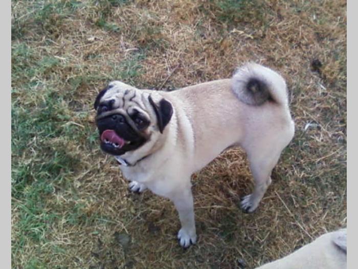 mops kvalitetni štenci besplatni mali oglasi