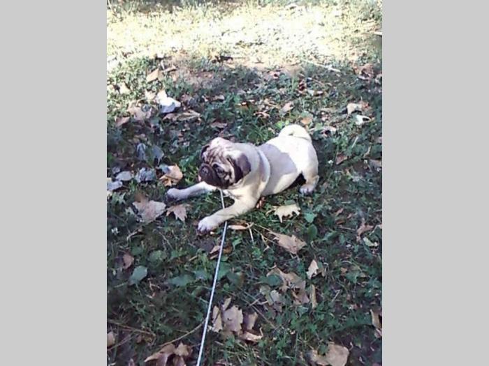 mops kvalitetni štenci besplatni mali oglasi