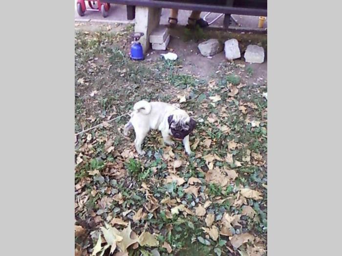 mops kvalitetni štenci besplatni mali oglasi