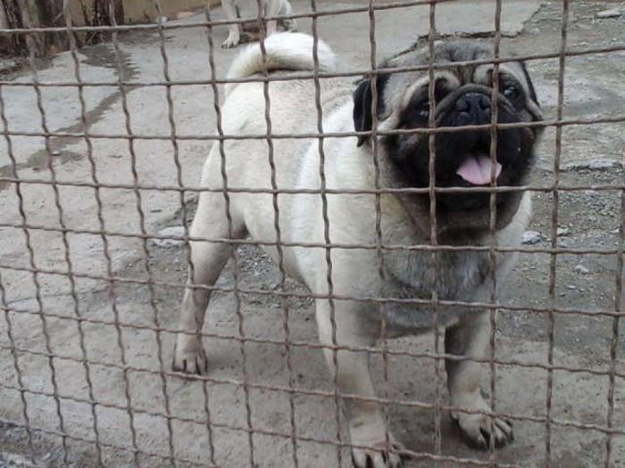 mops kvalitetni štenci besplatni mali oglasi