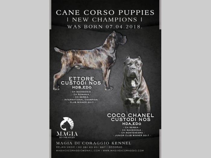 cane corso štenci vrhunskog kvaliteta besplatni mali oglasi