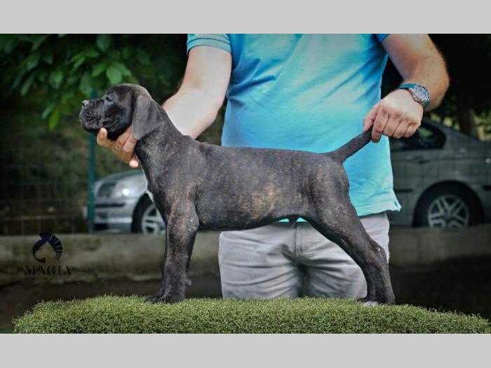 cane corso štenci vrhunskog kvaliteta besplatni mali oglasi