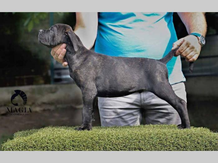 cane corso štenci vrhunskog kvaliteta besplatni mali oglasi