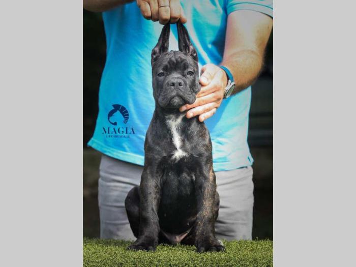 cane corso štenci vrhunskog kvaliteta besplatni mali oglasi