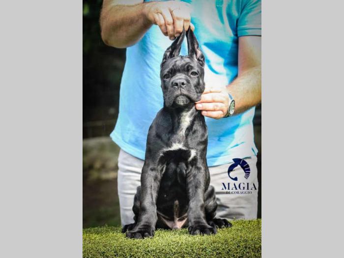 cane corso štenci vrhunskog kvaliteta besplatni mali oglasi