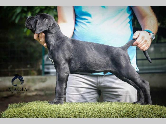 cane corso štenci vrhunskog kvaliteta besplatni mali oglasi