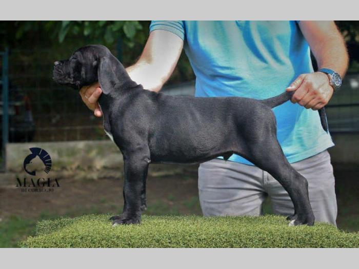 cane corso štenci vrhunskog kvaliteta besplatni mali oglasi