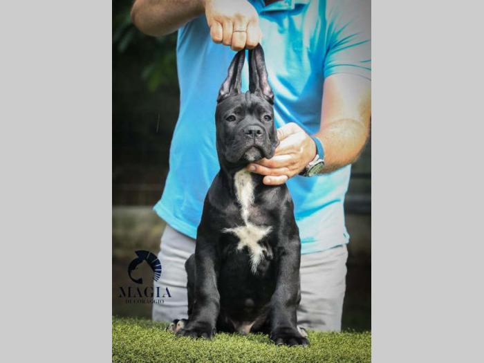 cane corso štenci vrhunskog kvaliteta besplatni mali oglasi