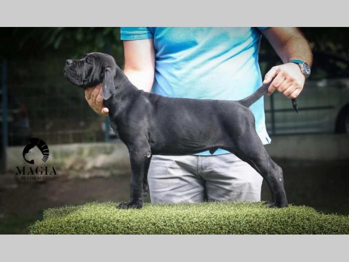 cane corso štenci vrhunskog kvaliteta besplatni mali oglasi