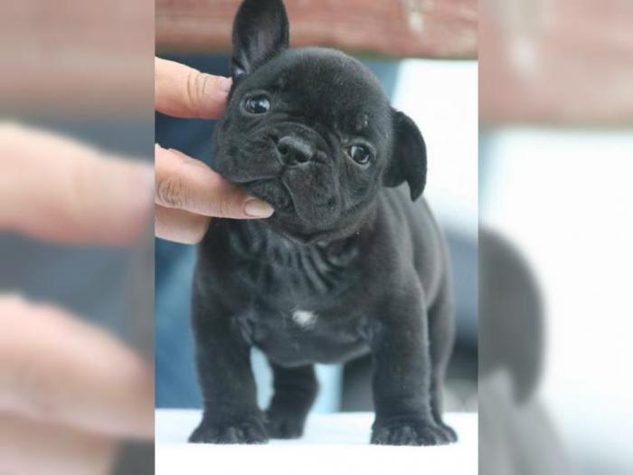 francuski buldog besplatni mali oglasi