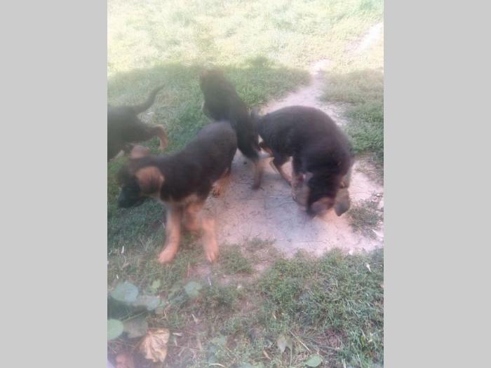 nemački ovčar štenad besplatni mali oglasi