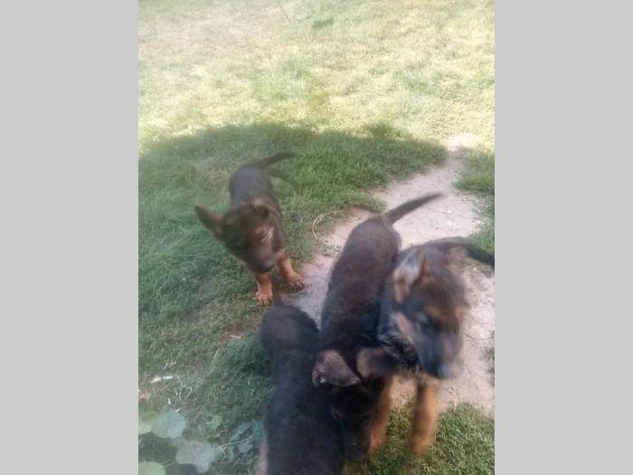 nemački ovčar štenad besplatni mali oglasi