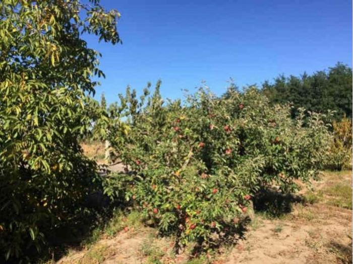 hitno, spratna kuća u bačkim vinogradima besplatni mali oglasi