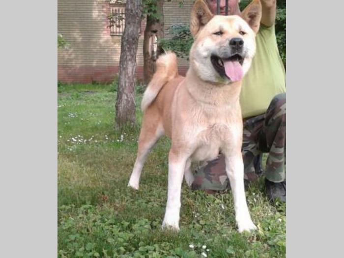 američka akita ženka besplatni mali oglasi