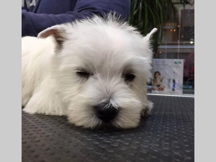 štenci zapadnoškotskog terijera westie besplatni mali oglasi