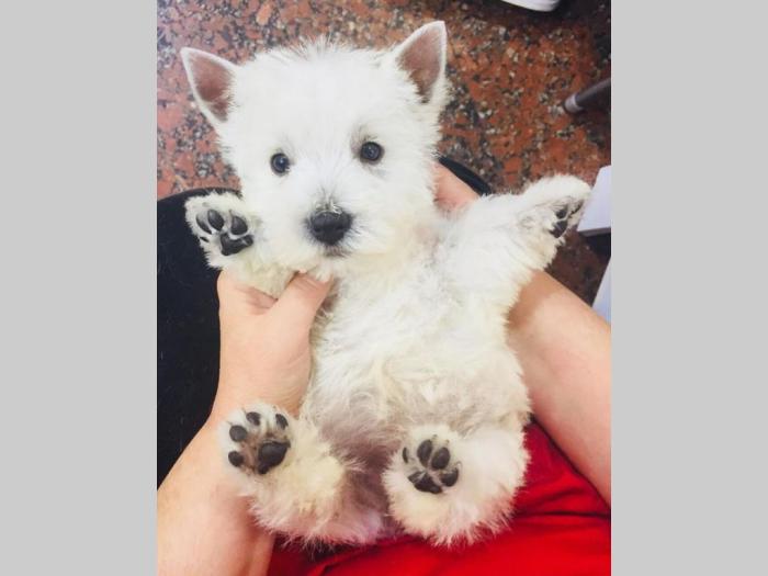 štenci zapadnoškotskog terijera westie besplatni mali oglasi