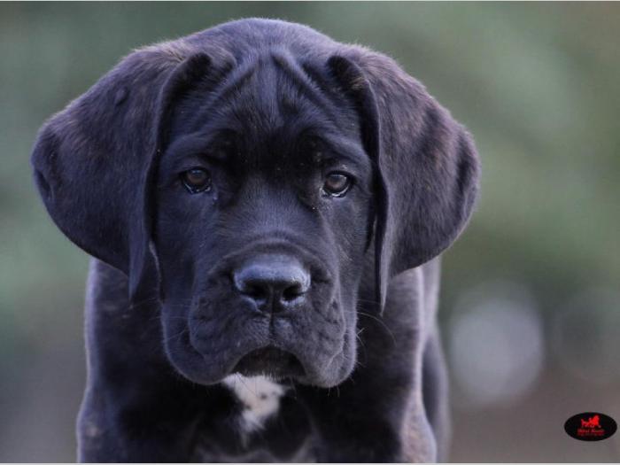 cane corso veoma kvalitetno leglo besplatni mali oglasi