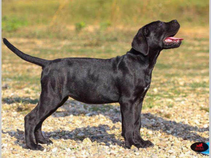 cane corso veoma kvalitetno leglo besplatni mali oglasi