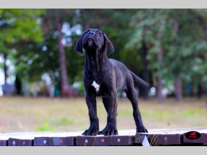 cane corso veoma kvalitetno leglo besplatni mali oglasi