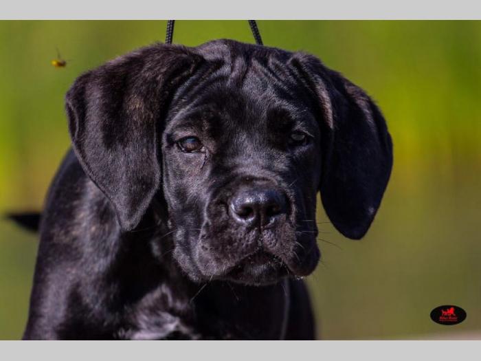 cane corso veoma kvalitetno leglo besplatni mali oglasi