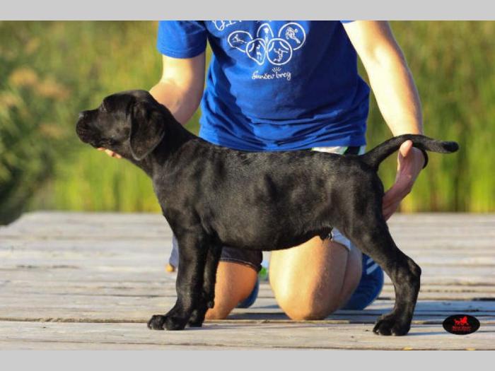 cane corso veoma kvalitetno leglo besplatni mali oglasi