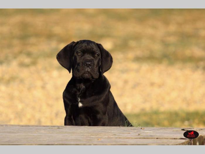 cane corso veoma kvalitetno leglo besplatni mali oglasi