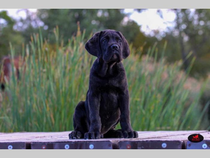 cane corso veoma kvalitetno leglo besplatni mali oglasi
