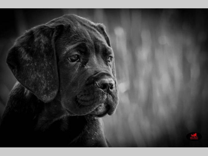 cane corso veoma kvalitetno leglo besplatni mali oglasi