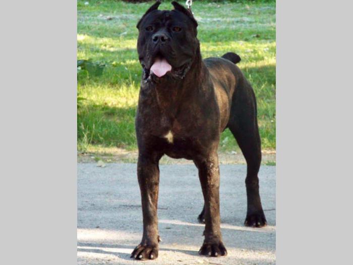 cane corso veoma kvalitetno leglo besplatni mali oglasi