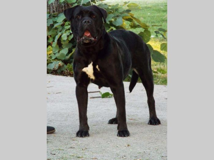 cane corso veoma kvalitetno leglo besplatni mali oglasi