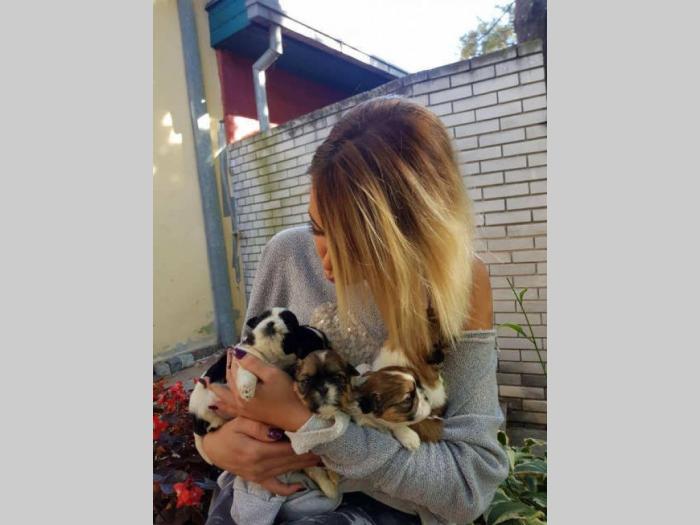 ši cu štenci na prodaju besplatni mali oglasi