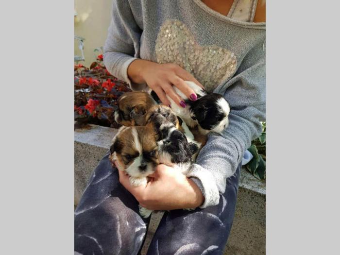 ši cu štenci na prodaju besplatni mali oglasi