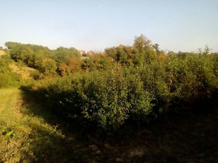 podloga džanarike za pikiranje besplatni mali oglasi