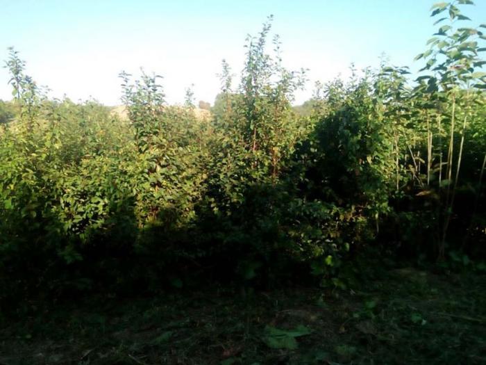 podloga džanarike za pikiranje besplatni mali oglasi
