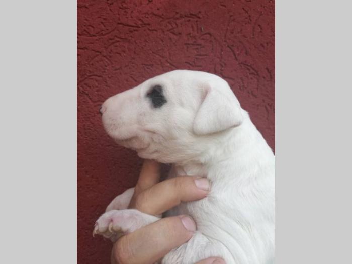 bull terrier štenci šampionskog porekla besplatni mali oglasi