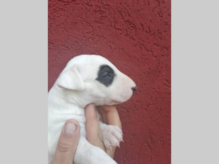 bull terrier štenci šampionskog porekla besplatni mali oglasi