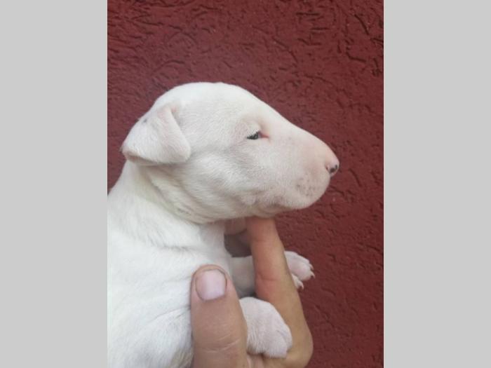 bull terrier štenci šampionskog porekla besplatni mali oglasi