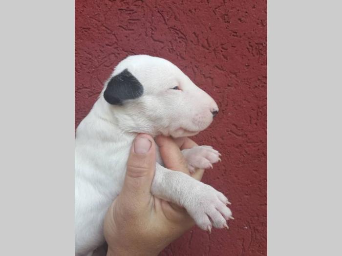 bull terrier štenci šampionskog porekla besplatni mali oglasi