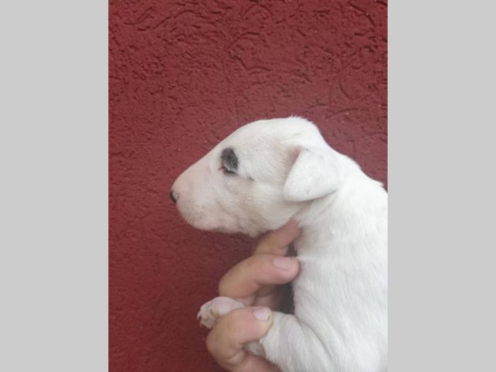 bull terrier štenci šampionskog porekla besplatni mali oglasi