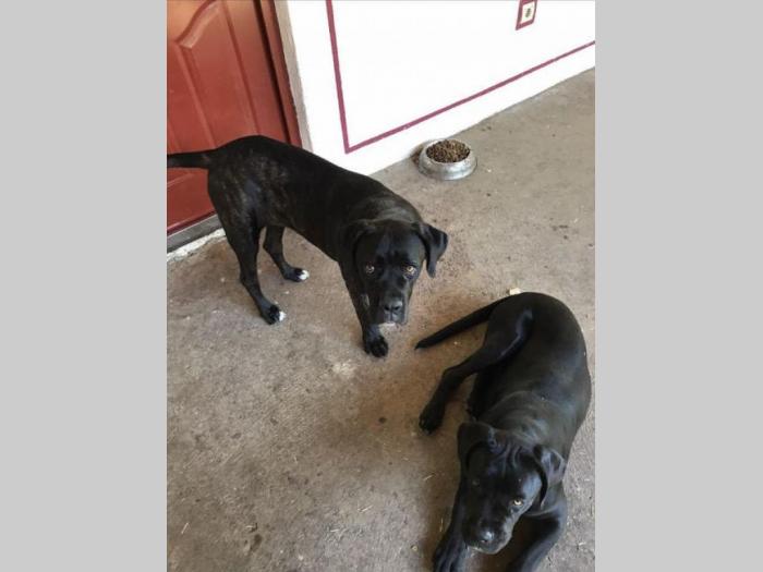 cane corso mladi kvalitetni psi besplatni mali oglasi