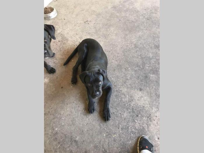 cane corso mladi kvalitetni psi besplatni mali oglasi