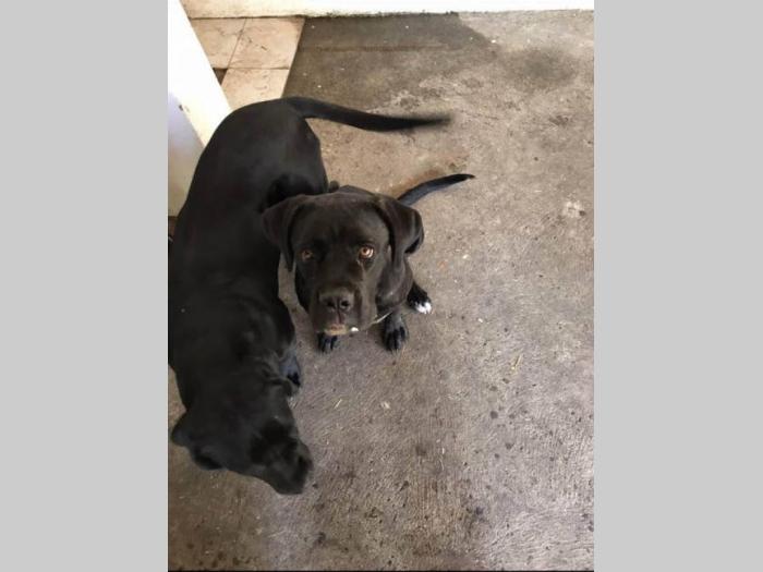 cane corso mladi kvalitetni psi besplatni mali oglasi
